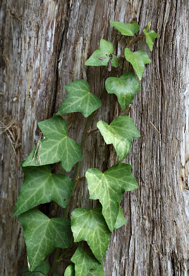 image of Hedera helix, English Ivy, Common Ivy