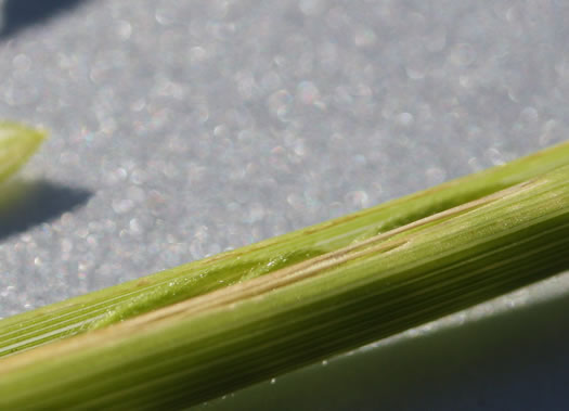 image of Leersia oryzoides, Rice Cutgrass