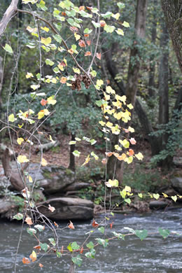 image of Vitis rotundifolia, Muscadine, Scuppernong