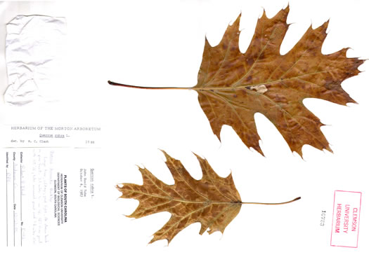 image of Quercus rubra +, Northern Red Oak