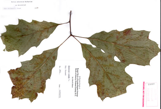 image of Quercus rubra +, Northern Red Oak