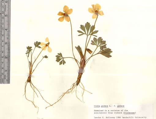 image of Viola pedata ssp. pedata, Common Birdsfoot Violet
