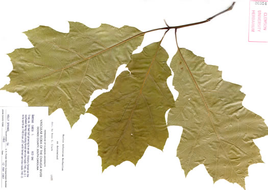 image of Quercus rubra +, Northern Red Oak