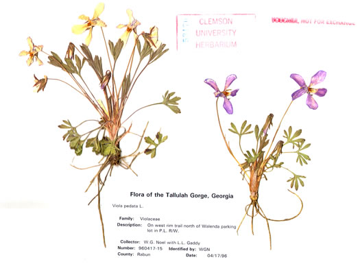 image of Viola pedata ssp. pedata, Common Birdsfoot Violet