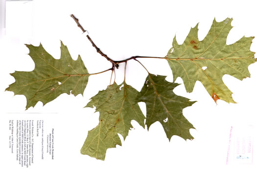 image of Quercus rubra +, Northern Red Oak