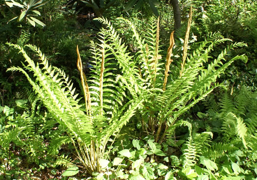 image of Osmundastrum cinnamomeum ssp. cinnamomeum, Cinnamon Fern