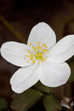 Isopyrum biternatum, False Rue-anemone, Isopyrum