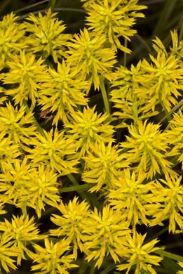 image of Senega cymosa, Tall Pinebarren Milkwort