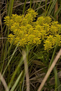 image of Senega cymosa, Tall Pinebarren Milkwort
