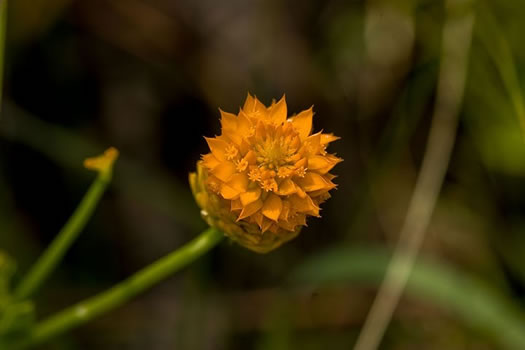 image of Senega lutea, Orange Milkwort, Red-hot-poker, Candyroot, Yellow Bachelor's-buttons