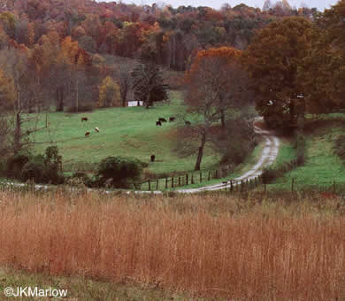 image of Anatherum virginicum var. virginicum, Broomsedge, Broomsedge Bluestem, Old-field Broomstraw, "Sedge Grass"