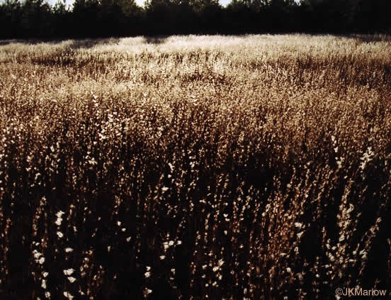 image of Anatherum ternarium, Splitbeard Bluestem, Silvery Bluestem