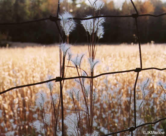 image of Anatherum ternarium, Splitbeard Bluestem, Silvery Bluestem