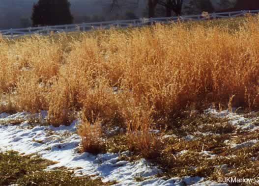 image of Anatherum virginicum var. virginicum, Broomsedge, Broomsedge Bluestem, Old-field Broomstraw, "Sedge Grass"