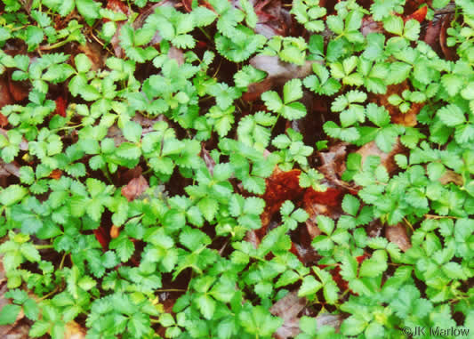 image of Potentilla indica, Indian Strawberry, Mock Strawberry, Snakeberry