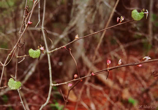image of Vitis rotundifolia, Muscadine, Scuppernong