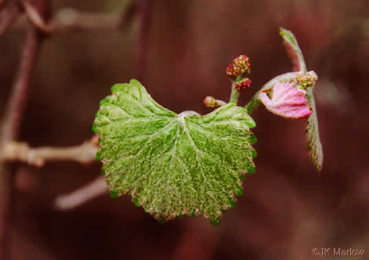 image of Vitis rotundifolia, Muscadine, Scuppernong