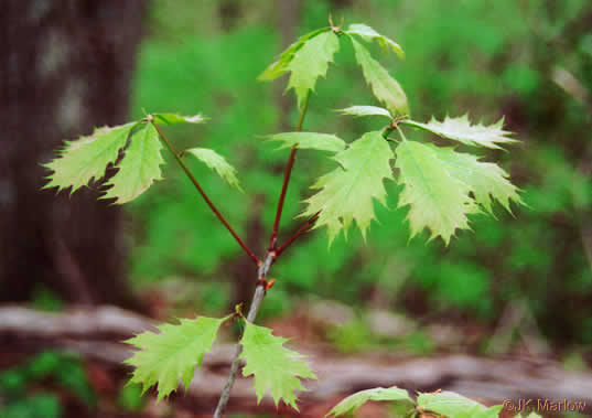 image of Quercus rubra +, Northern Red Oak