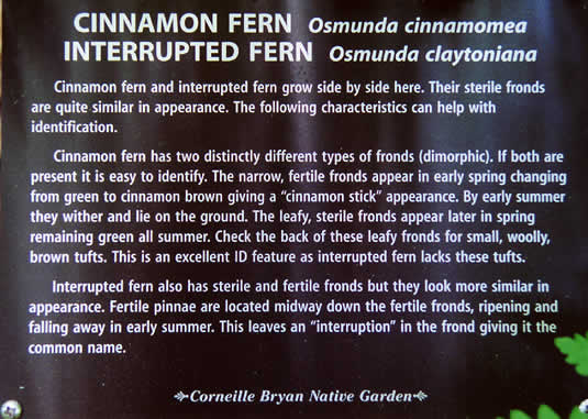 image of Osmundastrum cinnamomeum ssp. cinnamomeum, Cinnamon Fern