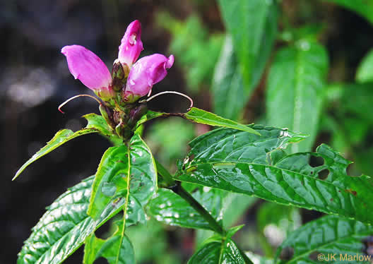 image of Chelone obliqua, Purple Turtlehead, Pink Turtlehead