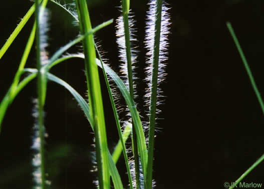 image of Anatherum virginicum var. virginicum, Broomsedge, Broomsedge Bluestem, Old-field Broomstraw, "Sedge Grass"