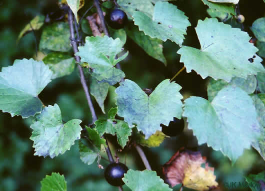 image of Vitis rotundifolia, Muscadine, Scuppernong