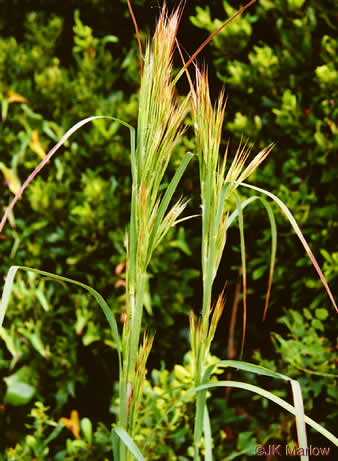 image of Anatherum tenuispatheum, Maritime Bushy Bluestem, Bushy Beardgrass, Maritime Bluestem