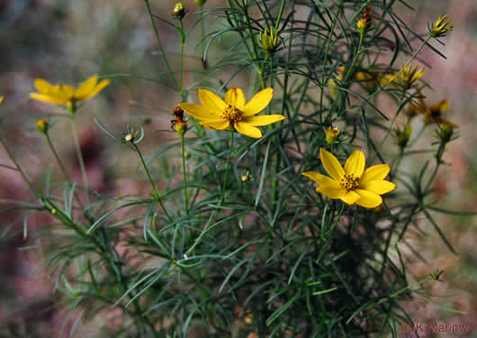 image of Anacis verticillata, Threadleaf Coreopsis, Cutleaf Tickseed, Whorled Tickseed
