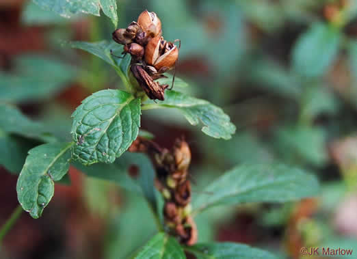 image of Chelone obliqua, Purple Turtlehead, Pink Turtlehead