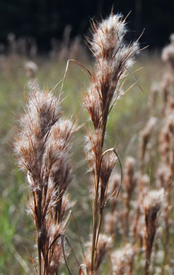 image of Anatherum tenuispatheum, Maritime Bushy Bluestem, Bushy Beardgrass, Maritime Bluestem