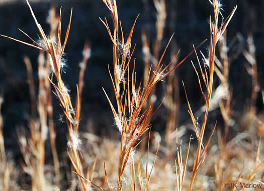 image of Anatherum virginicum var. virginicum, Broomsedge, Broomsedge Bluestem, Old-field Broomstraw, "Sedge Grass"