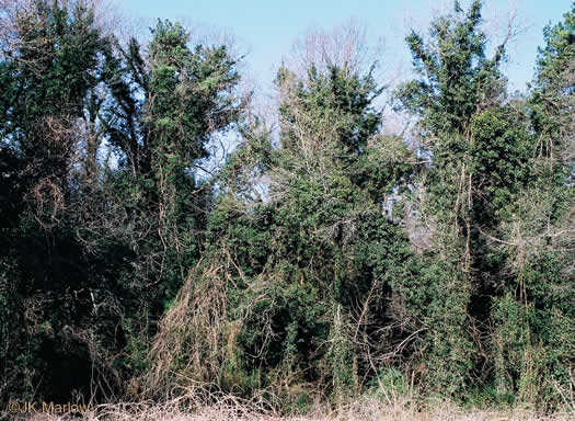 image of Hedera helix, English Ivy, Common Ivy