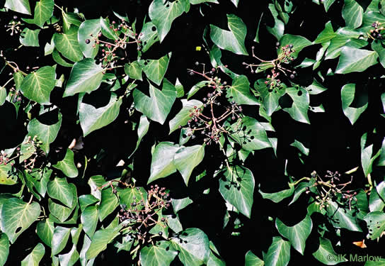 image of Hedera helix, English Ivy, Common Ivy