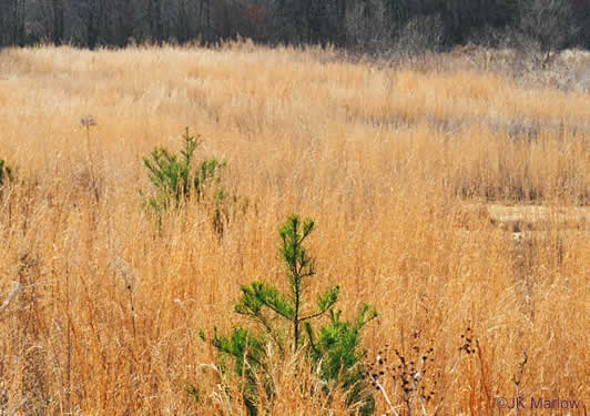 image of Anatherum virginicum var. virginicum, Broomsedge, Broomsedge Bluestem, Old-field Broomstraw, "Sedge Grass"