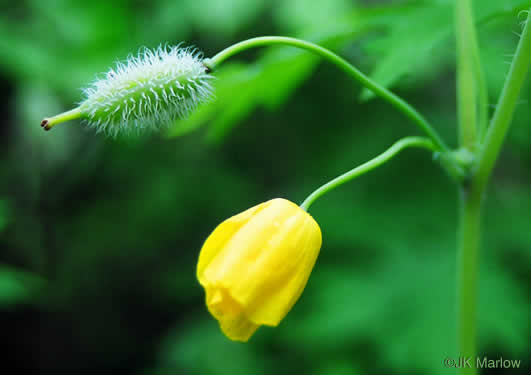 image of Chelidonium diphyllum, Celandine-poppy, Woods-poppy