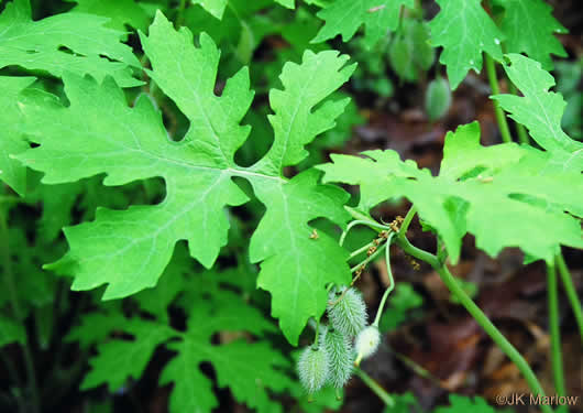 image of Chelidonium diphyllum, Celandine-poppy, Woods-poppy