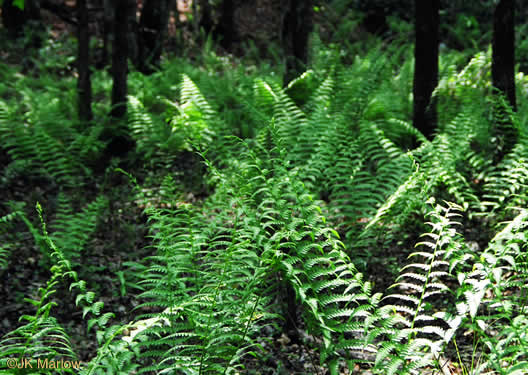 image of Osmundastrum cinnamomeum ssp. cinnamomeum, Cinnamon Fern