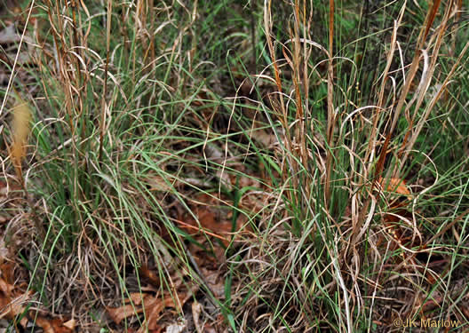 image of Anatherum virginicum var. virginicum, Broomsedge, Broomsedge Bluestem, Old-field Broomstraw, "Sedge Grass"