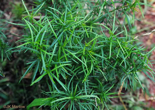 image of Anacis verticillata, Threadleaf Coreopsis, Cutleaf Tickseed, Whorled Tickseed