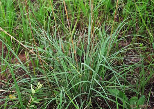 image of Anatherum virginicum var. virginicum, Broomsedge, Broomsedge Bluestem, Old-field Broomstraw, "Sedge Grass"