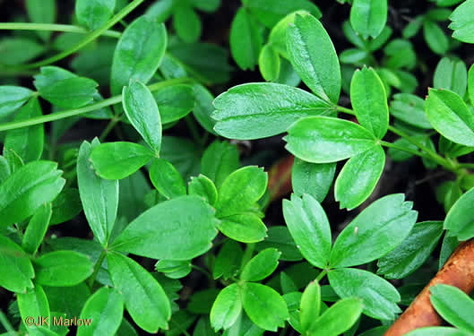 image of Sibbaldia tridentata, Wineleaf Cinqefoil, Mountain Cinqefoil, Three-toothed Cinqefoil, Mountain White Potentilla