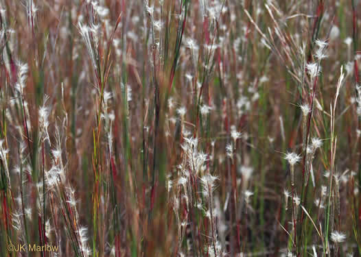 image of Anatherum ternarium, Splitbeard Bluestem, Silvery Bluestem