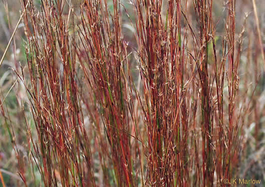 image of Schizachyrium scoparium, Common Little Bluestem