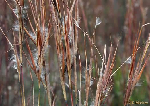 image of Anatherum gyrans, Elliott's Bluestem