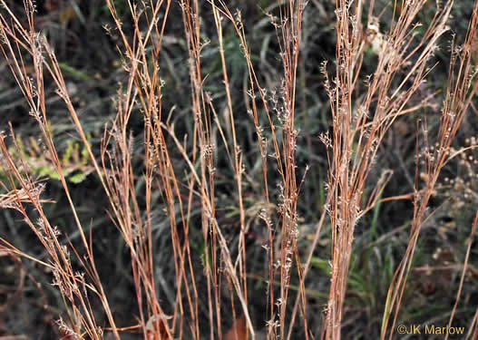 image of Schizachyrium scoparium, Common Little Bluestem