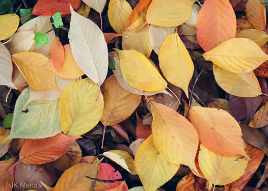 image of Prunus yedoensis, Yoshino Cherry