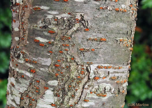 image of Prunus yedoensis, Yoshino Cherry