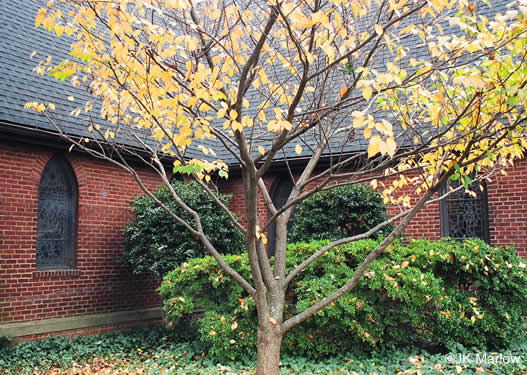 image of Prunus yedoensis, Yoshino Cherry