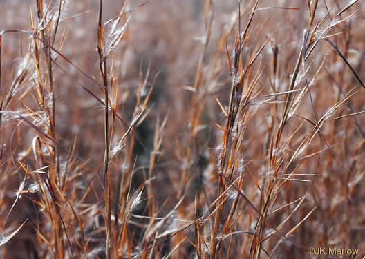 image of Anatherum virginicum var. virginicum, Broomsedge, Broomsedge Bluestem, Old-field Broomstraw, "Sedge Grass"