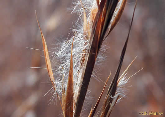 image of Anatherum virginicum var. virginicum, Broomsedge, Broomsedge Bluestem, Old-field Broomstraw, "Sedge Grass"